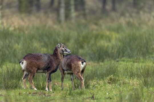 Two females of the European mouflon (Ovis gmelini), one of which is even a horned animal, an unusual observation, cuddling, social behaviour, Germany