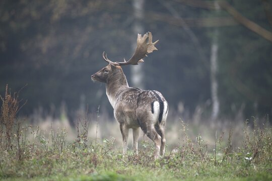 Fallow deer (Dama dama) Deer secured in the forest clearing, Allg&auml;u, Bavaria, Germany