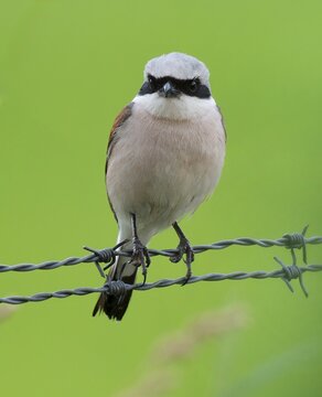 Red-backed shrike (Lanius collurio) standing on a barbed wire, Lower Saxony, Germany