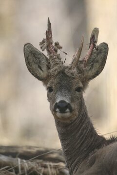 European roe deer (Capreolus capreolus) buck portrait, winter coat, abnormal, three rods, with bast remains in antlers, Allg&auml;u, Bavaria, Germany