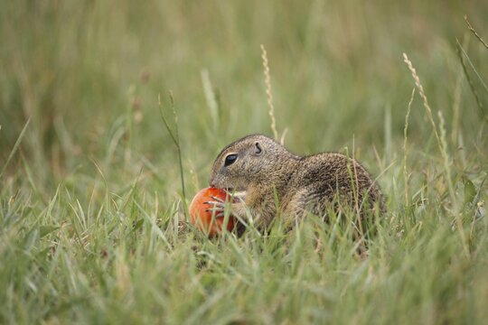 European european ground squirrel (Spermophilus citellus) feeding on an apricot (Prunus armeniaca), apricot Lower Austria, Austria