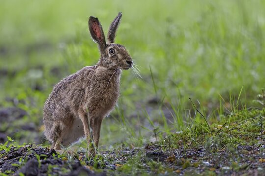 A brown hare (Lepus europaeus) sits securely at the edge of a forest meadow, only when there is no danger does it seek out its nest in the forest, Germany