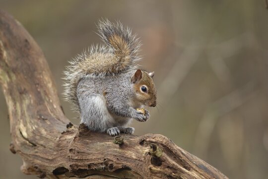 Grey squirrel (Sciurus carolinensis) adult animal feeding on a nut on a tree branch, Suffolk, England, United Kingdom