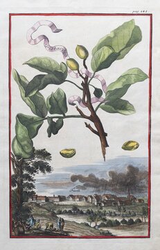 Rural scene, thundercloud over F&uuml;rth, pistachio (Pistacia vera), hand-coloured copper engraving or copper etching by Johann Christoph Volkamer or Volckamer, from N&uuml;rnbergische Hesperides oder gr&uuml;ndliche Beschreibung der Edlen Citronat, Citronen, und Pomerantzen-Fr&uuml;chte, Nuremberg 1708, 1714