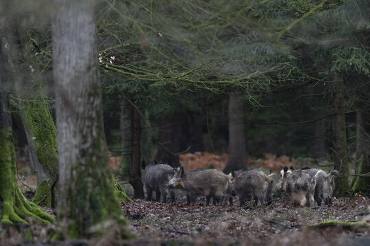 A wild boar (Sus scrofa) and its young are looking for a thicket to spend the day well protected and safe, family, group, herd, Germany