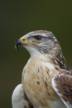 Ferruginous hawk (Buteo regalis) adult bird of prey head portrait, England, United Kingdom - Captive