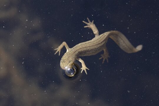 Smooth or Common newt (Lissotriton vulgaris) adult amphibian coming up to breath air on the water surface of a pond, England, United Kingdom