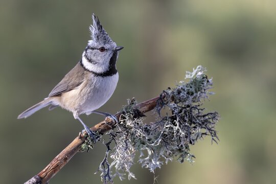 Crested Tit (Parus Scalloped ribbonfish), sitting on a branch, Terfens, Tyrol, Austria