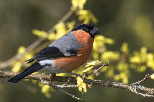 Male bullfinch (Pyrrhula pyrrhula) sitting on a branch framed by yellow forsythia blossoms, Baden-W&uuml;rttemberg, Germany