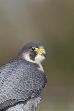 Peregrine falcon (Falco peregrinus) adult bird animal head portrait, England, United Kingdom