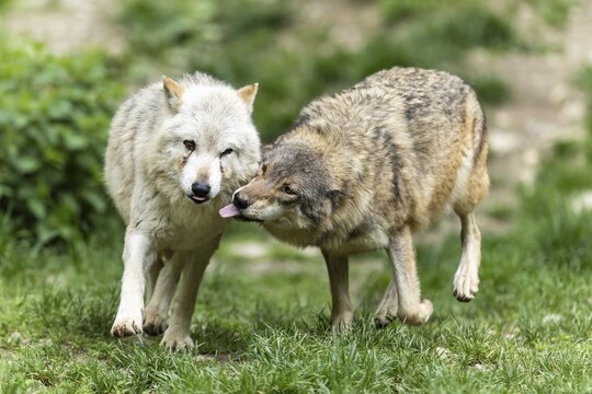 Two wolves show closeness and affection in a green, natural environment, Timberwolf, American wolf (Canis lupus occidentalis)