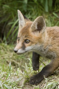 Young Red fox (Vulpes vulpes), Thaur, Tyrol, Austria, Europe
