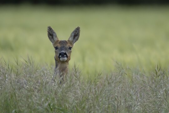 Roe deer (Capreolus capreolus) adult female doe animal in a farmland cereal field in summer, England, United Kingdom