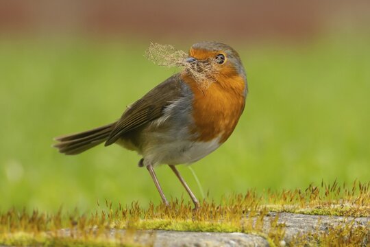 European robin (Erithacus rubecula) adult bird in an urban garden with nesting material in its beak in springtime, England, United Kingdom