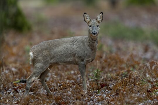After more than 2 months, I am finally lucky and this doe (Capreolus capreolus) moves directly in front of my hide, in a clearing in the oak forest, winter coat, February, Germany