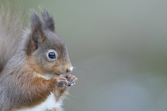 Red squirrel (Sciurus vulgaris) adult animal eating a nut in snow in winter, England, United Kingdom