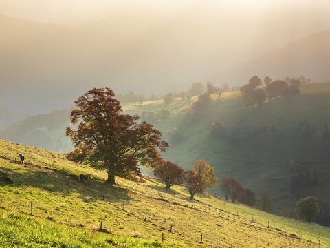 View of typical Black Forest landscape in the first morning light, two Haflinger horses on green meadow with old grazing beech trees in full autumn colors, morning haze in the valleys, Black Forest, Baden-W&uuml;rttemberg, Germany