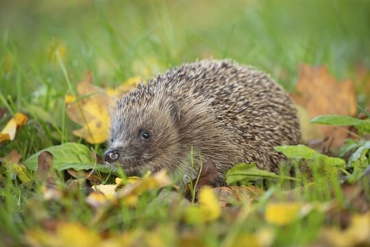 European hedgehog (Erinaceus europaeus) adult animal on fallen autumn leaves on a garden grass lawn, Suffolk, England, United Kingdom