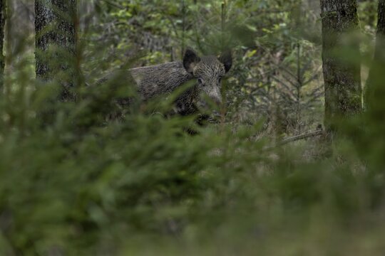 The wild boar (Sus scrofa) peers suspiciously from its cover, fattening year, acorn fattening, defensive, August, Denmark