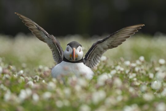 Atlantic puffin (Fratercula arctica) adult auk seabird bird flapping its wings amongst flowering Sea campion (Silene maritima) flowers in summer, Skomer island, Pembrokeshire, Wales, United Kingdom