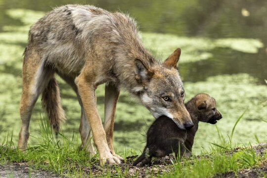 A wolf gently grabs a small pup by the neck near a body of water, European grey gray wolf (Canis lupus)