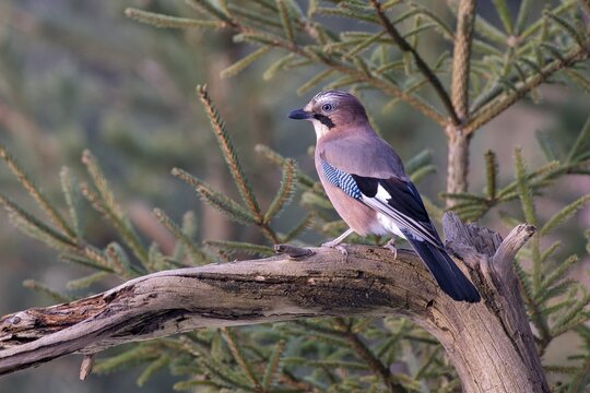 Eurasian jay (Garrulus glandarius), sitting on a branch, Terfens, Tyrol, Austria