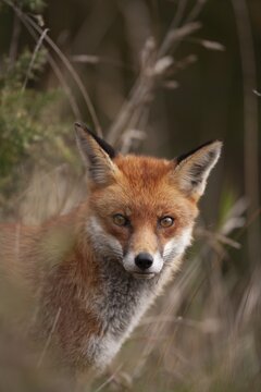 Red fox (Vulpes vulpes) adult animal head portrait, England, United Kingdom