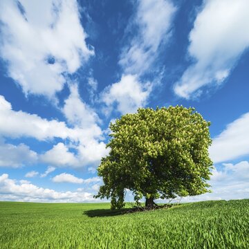 Large solitary horse chestnut (Aesculus) in full bloom on a green field in spring, blue sky with cumulus clouds, Saalekreis, Saxony-Anhalt, Germany