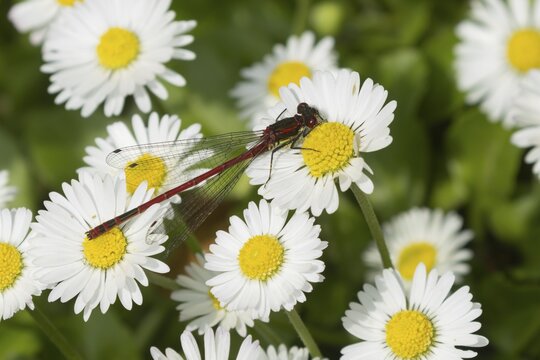Large red damselfly (Pyrrhosoma nymphula) adult insect resting on white daisy flowers on a garden lawn, Suffolk, England, United Kingdom