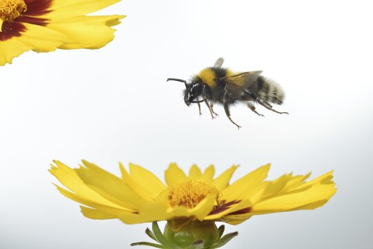 Garden bumblebee (Bombus hortorum) in flight on the flowers of the maiden's eye (Coreopsis lanceolata)