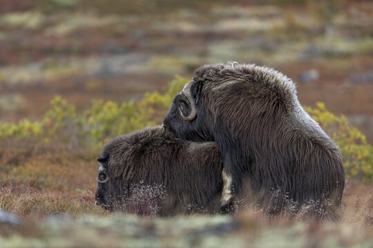 Mating musk oxen (Ovibos moschatus) in the autumn-coloured tundra, reproduction, autumn, autumn landscape, Ruska, tundra landscape, September, Norway