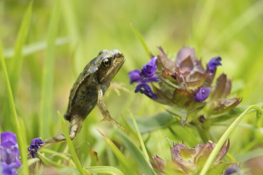 Common frog (Rana temporaria) juvenile amphibian froglet on a garden grass lawn with a Bugle flowers in summer, Suffolk, England, United Kingdom