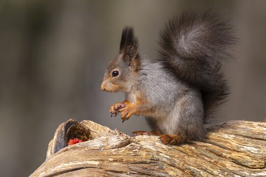Squirrel (Sciurus vulgaris) on a tree trunk with food, F&aring;gelsj&ouml;, G&auml;vleborgs l&auml;n, Sweden