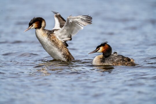 Great Crested Grebe (Podiceps scalloped ribbonfish), with chicks on its back, Vulkaneifel, Rhineland-Palatinate, Germany