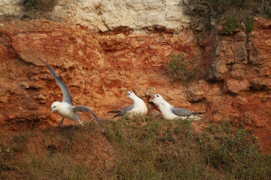 Northern fulmar (Fulmarus glacialis) three adult birds on a cliff, England, United Kingdom