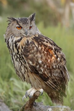 Eurasian eagle-owl (Bubo bubo), France