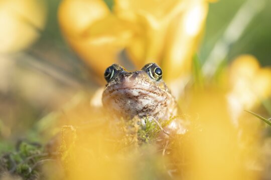 Common frog (Rana temporaria) adult amphibian amongst garden yellow crocus flowers in spring, England, United Kingdom