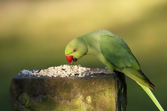 Rose-ringed parakeet (Psittacula krameri) sitting at a feeding station, wildlife, Germany