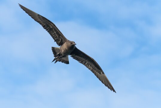 Parasitic skua (Stercorarius parasiticus), Lauvsnes, Nord-Trondelag, Norway