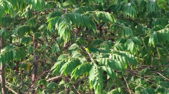 Yellow-throated Leafbird Feeding on Fruit with Visible Consumption and Item Loss, Palawan Philippines
