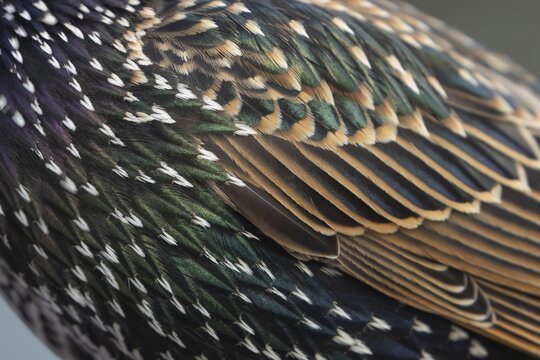 European starling (Sturnus vulgaris) adult bird close up of its wing feathers, England, United Kingdom
