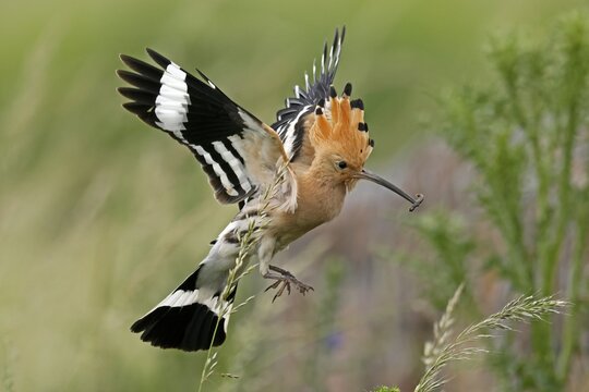 Hoopoe (Upupa epops) in flight with food, wildlife, Rhineland-Palatinate, Germany
