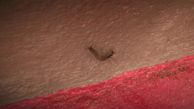 A tiny hairy caterpillar crawls purposefully across a textured wall with a striking red stripe, showcasing insect life in urban Karnataka, India.