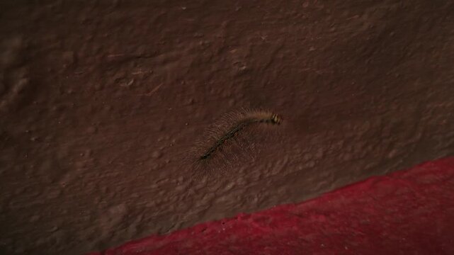 A hairy caterpillar crawls slowly across a textured brown surface with a red border, showcasing the intricate details of insect life in Karnataka, India.