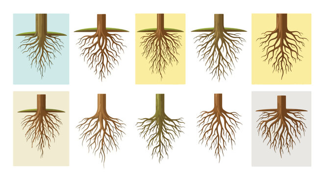 Various illustrations of plant root systems showing different growth patterns and densities against colored backgrounds.
