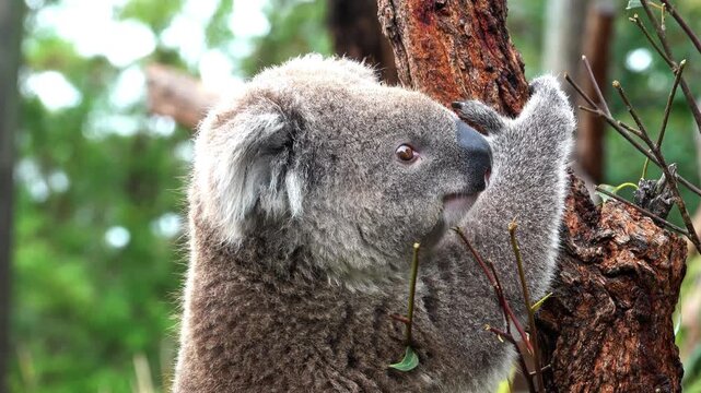 koala on tree