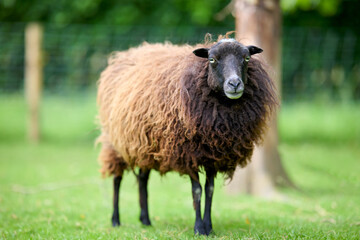 Obraz premium A striking black-faced ouesant sheep with thick, curly brown wool stands attentively in a vibrant green pasture. Blurry background suggests a natural farm environment.