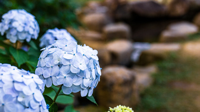 水辺の花」の写真素材 | 29,147件の無料イラスト画像 | Adobe Stock