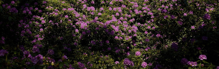 Fototapeta premium Dense Purple Flower Hedge with Dark Green Foliage in Dramatic Shadowy Sunlight Perfect for Nature Garden Backdrop