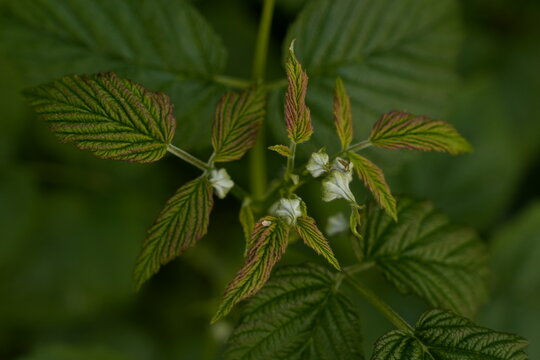 Young Raspberry Leaves and Delicate White Flowers Blossom on Branch Seasonal Spring Growth Soft Focus Background Garden Agriculture